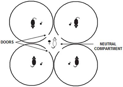 Kin affiliation, socio-sexual and mating preference in the female Microtus ochrogaster in a multiple socio-sexual preference test